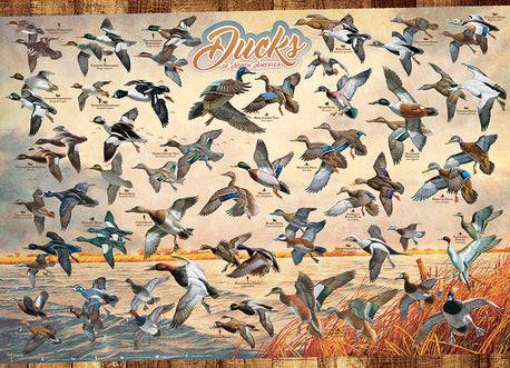 Ducks Of North America - 1000 Pieces