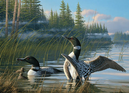Common Loons - 1000 Pieces