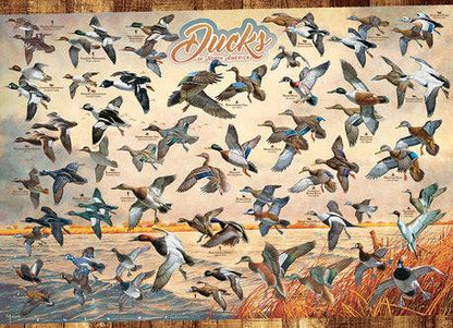 Ducks Of North America - 1000 Pieces